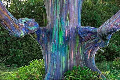 Rainbow, Rainbow Tree Photo, রংধনু গাছ