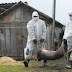 Several pigs killed over Swine fever outbreak in Ghana