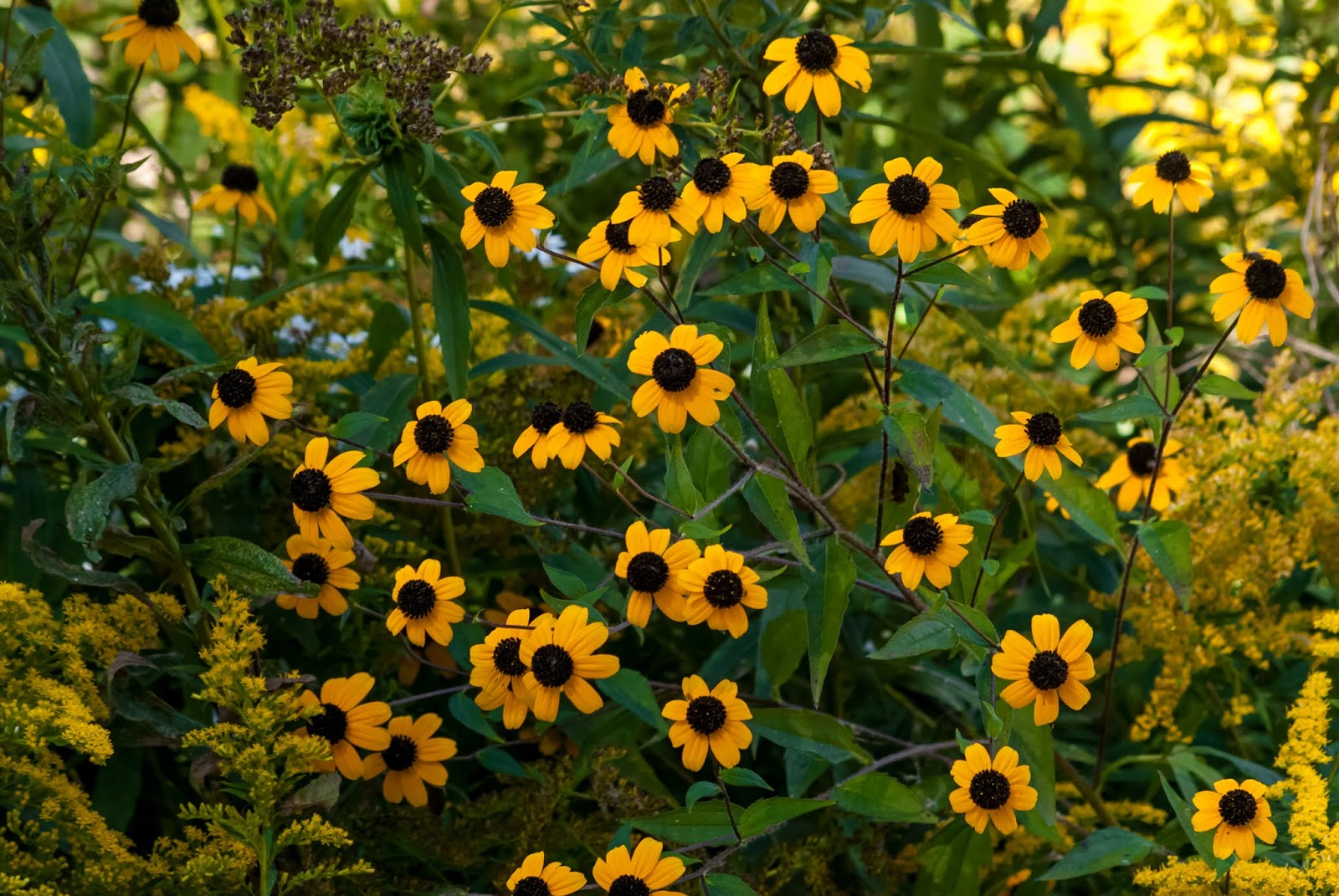 Yellow Coneflowers