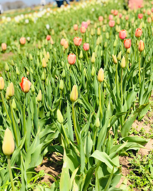 Airing My Laundry, One Post At A Time... Discovering Texas Tulips In