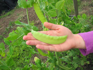 Green Beauty Pea