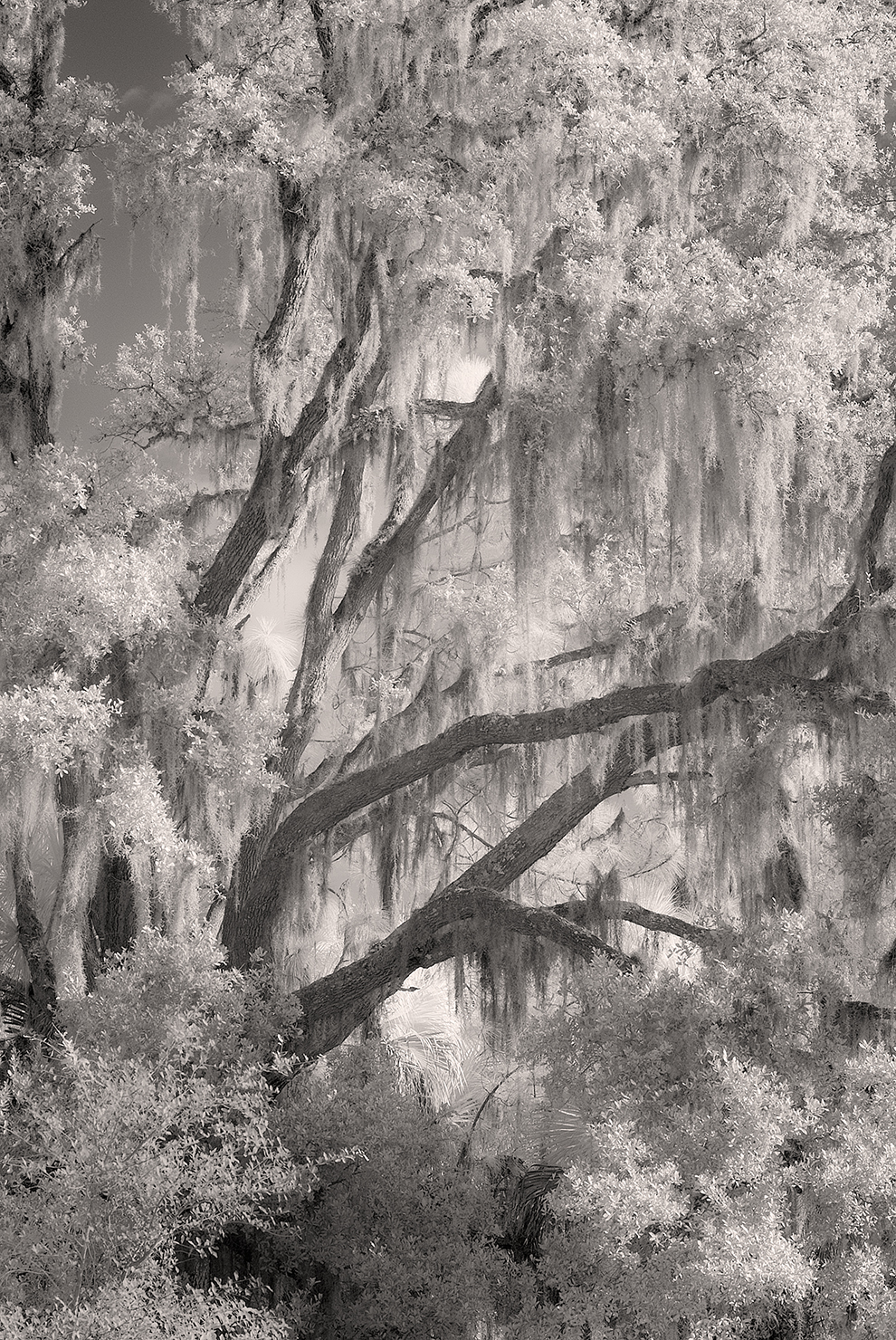 Schaub's Photo Blog ReviewHahnemuehle Bamboo Fine Art Inkjet