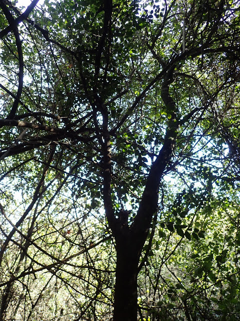Diospyros whyteana Diospyros whyteana
