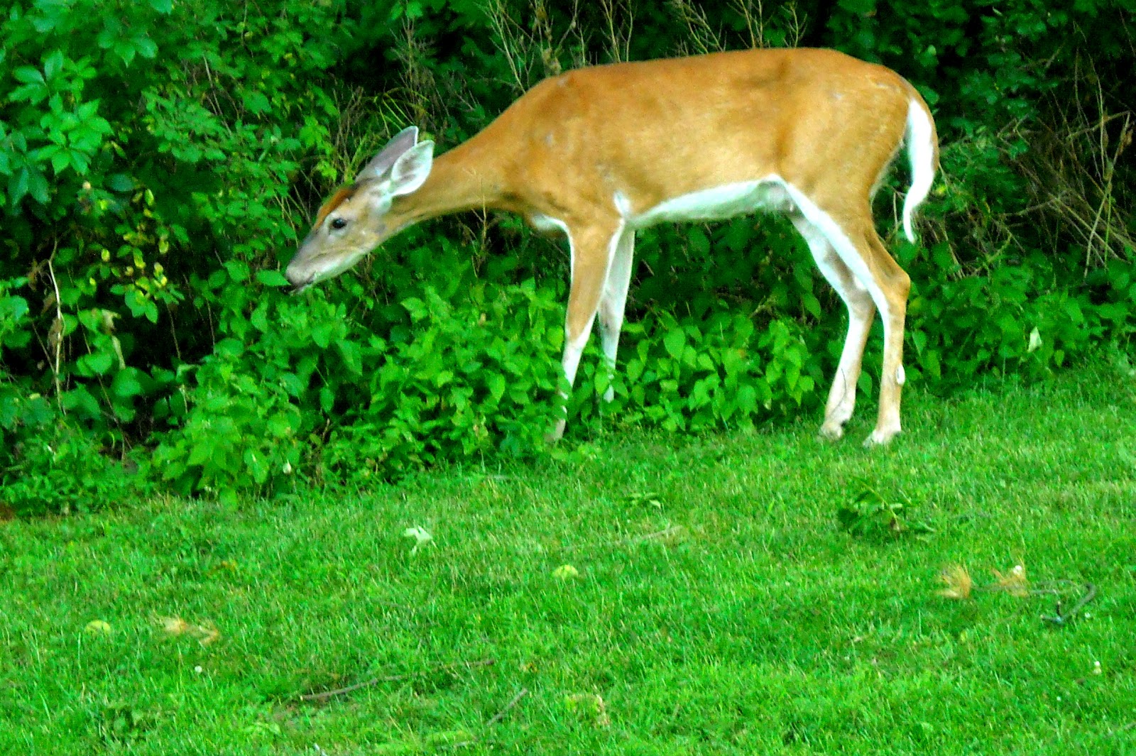 Trailscapes Fine Art Photography by Tami Quigley WhiteTailed Deer