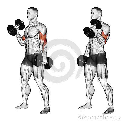 single-arm dumbbell hammer curls single-arm dumbbell hammer curls