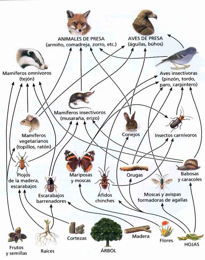 cadenas tróficas cadenas tróficas en los ecosistemas cadenas tróficas cadenas tróficas en los ecosistemas