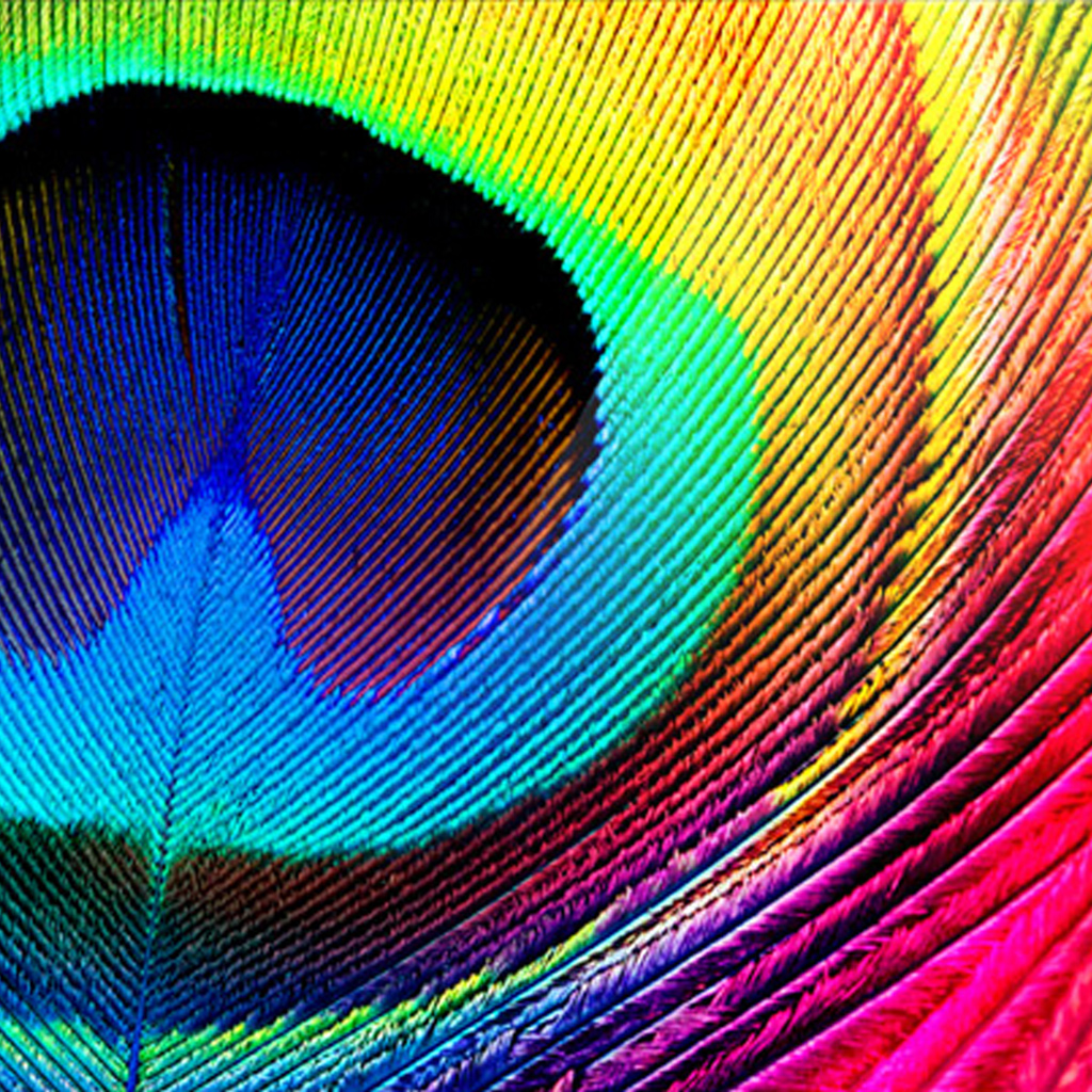 WalliePadWallpapers for iPad Peacock iPad Wallpaper