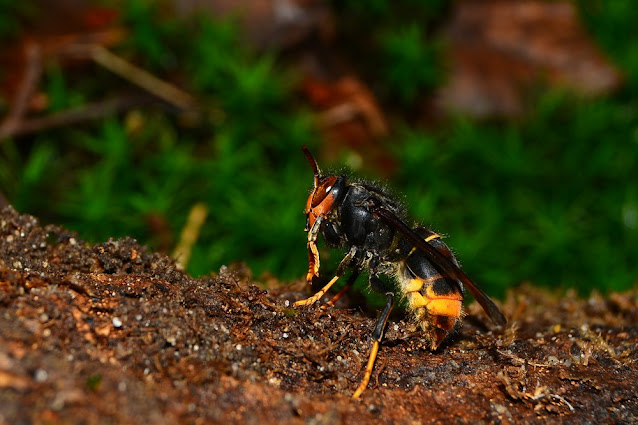 Vespa velutina Vespa velutina