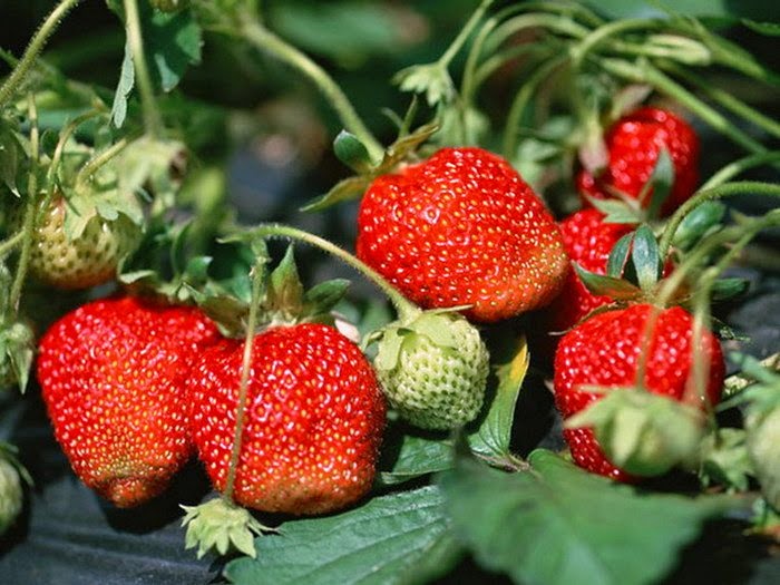 Summer. Strawberries