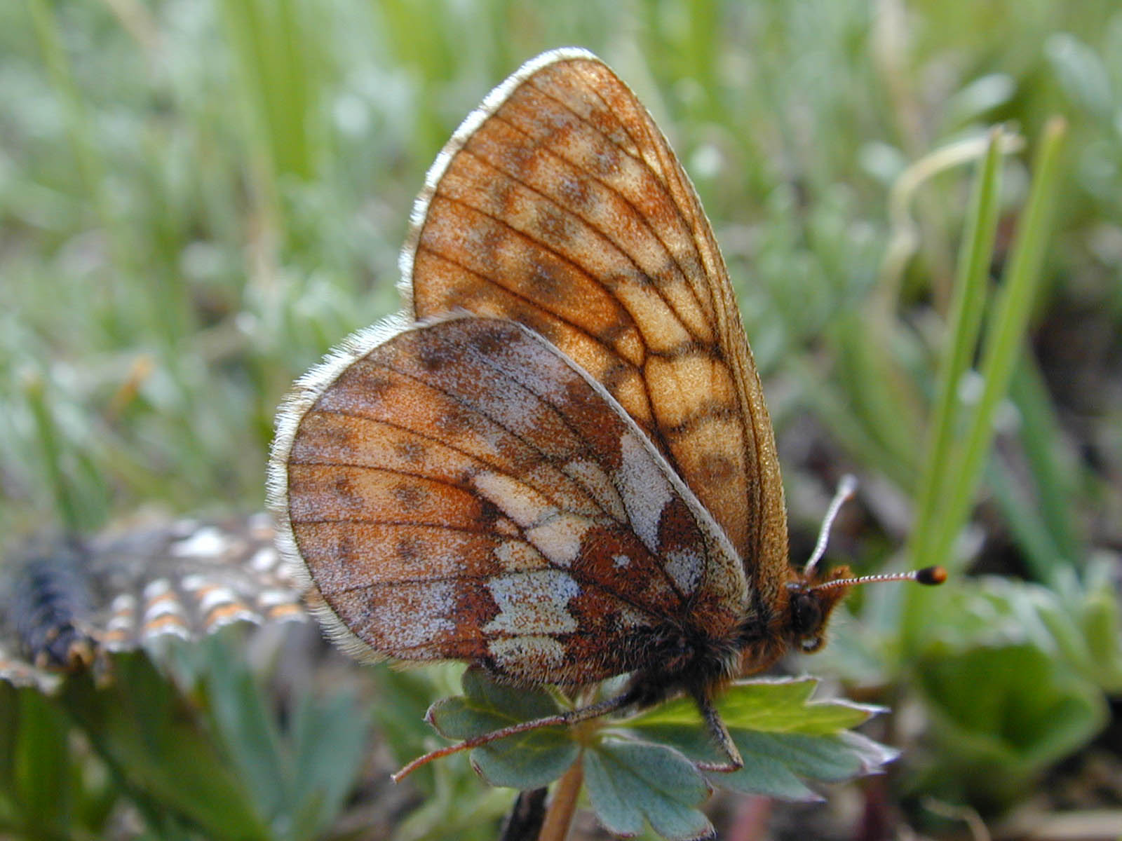 A Writer's Passage One of the Rarest Butterflies on Earth