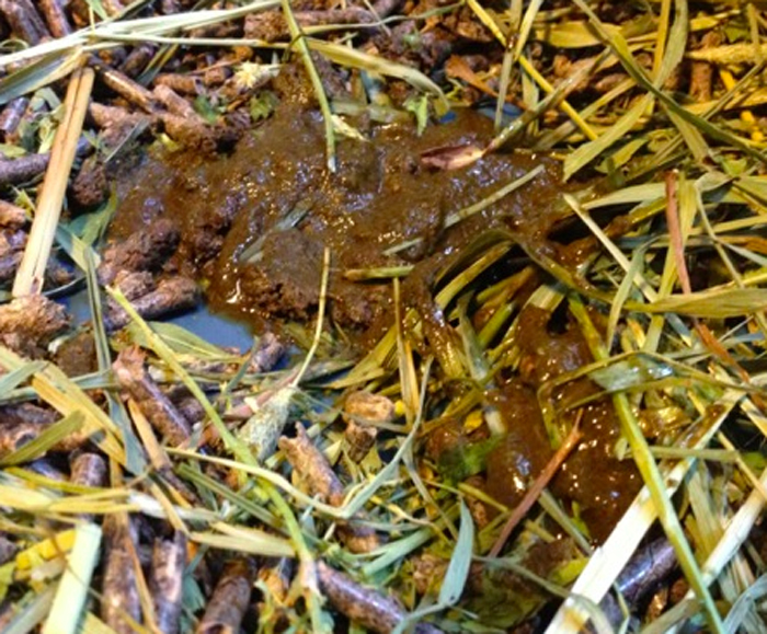 Diarrea Tengo Un Conejo