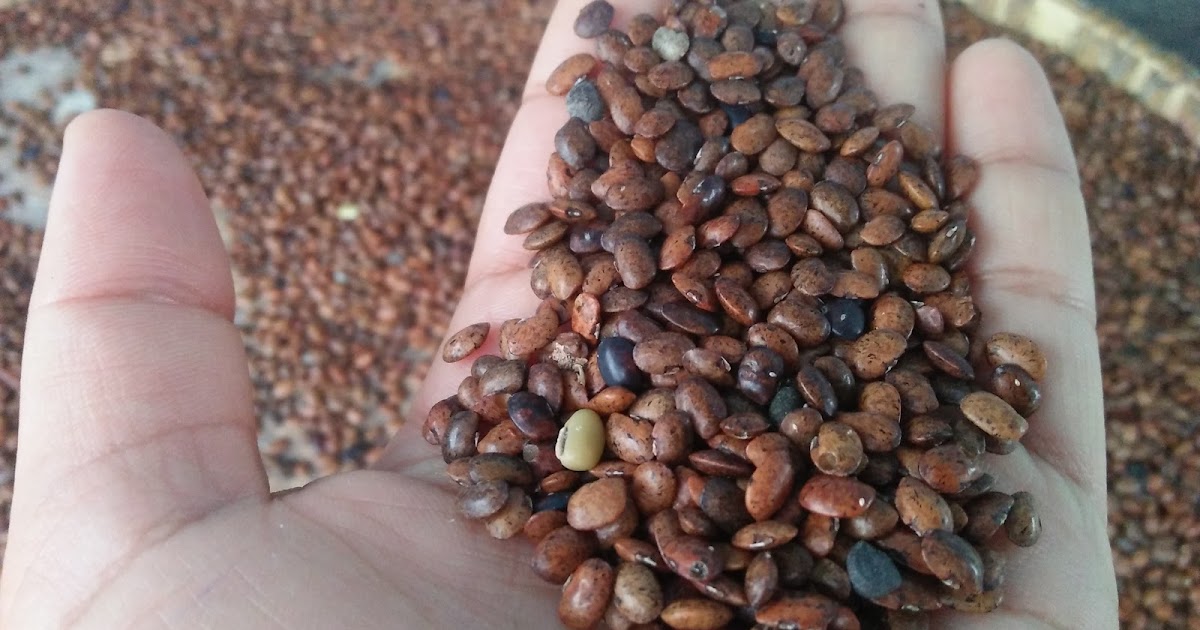 Horse gram lentil (gahat)