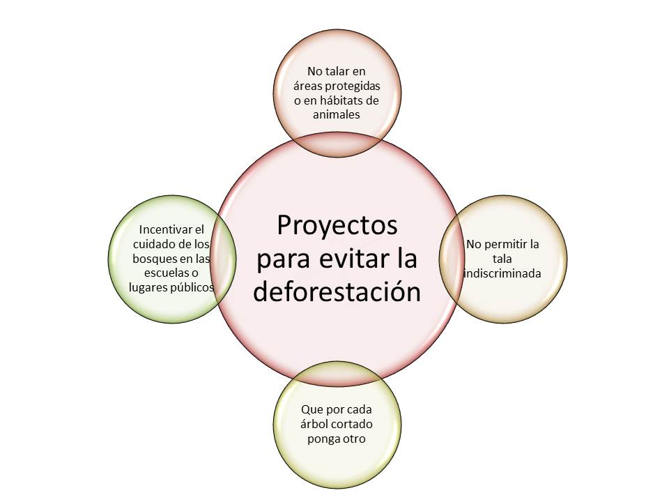 LOS BOSQUES EN EL ECUADOR PROYECTO