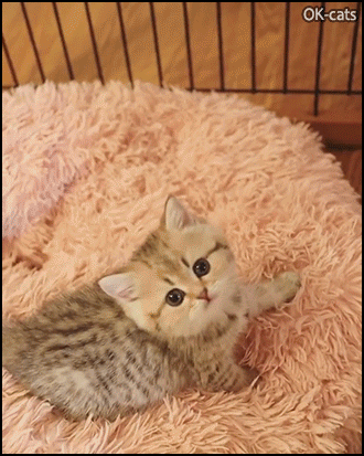 Cute Cat GIF • Five adorable hungry kitties meowing and crying for food. Feed them please Cute Cat GIF • Five adorable hungry kitties meowing and crying for food. Feed them please