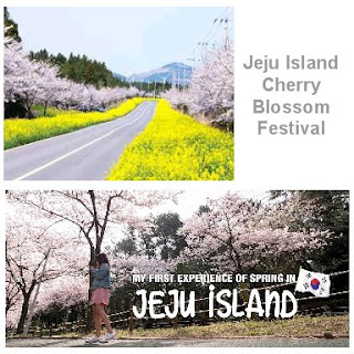 Jeju Island Cherry Blossom Festival