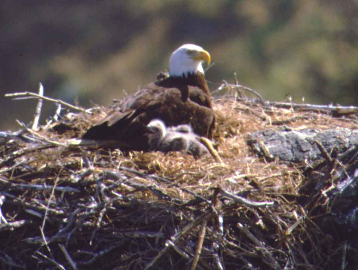 Friends of the Island Fox: Bald Eagles Thriving and Maintaining Island
