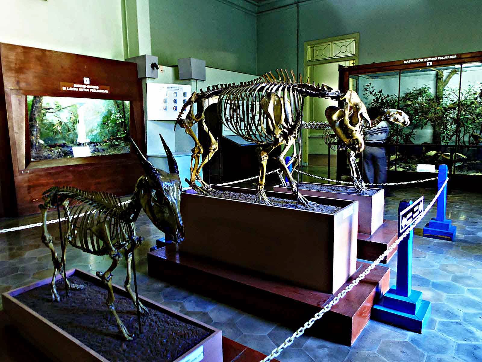 wahanawisata com Museum Zoologi  Kebun Raya Bogor wisata 