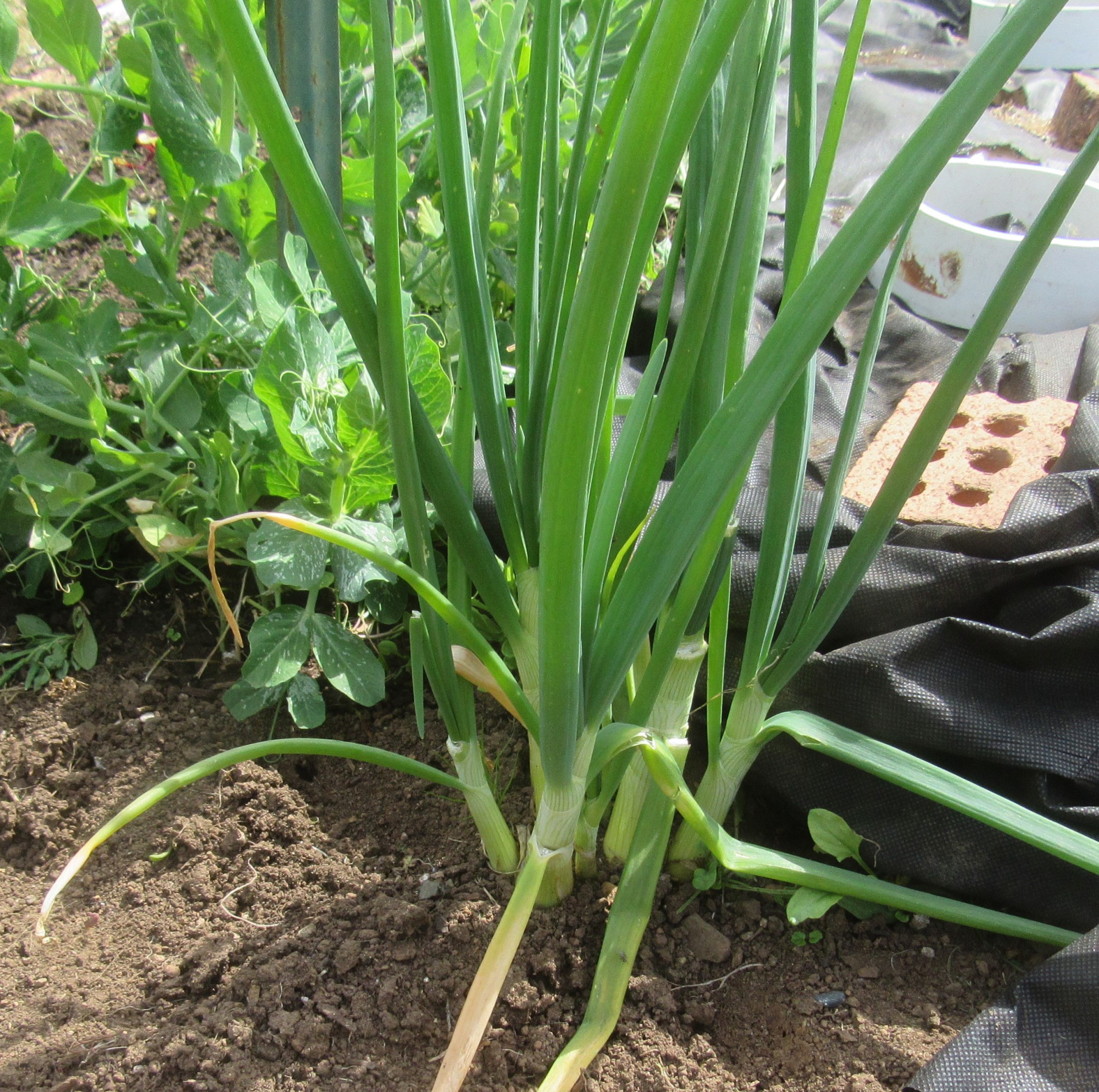 Life On Alderhill Farm Spring Onions and New Onion Beds