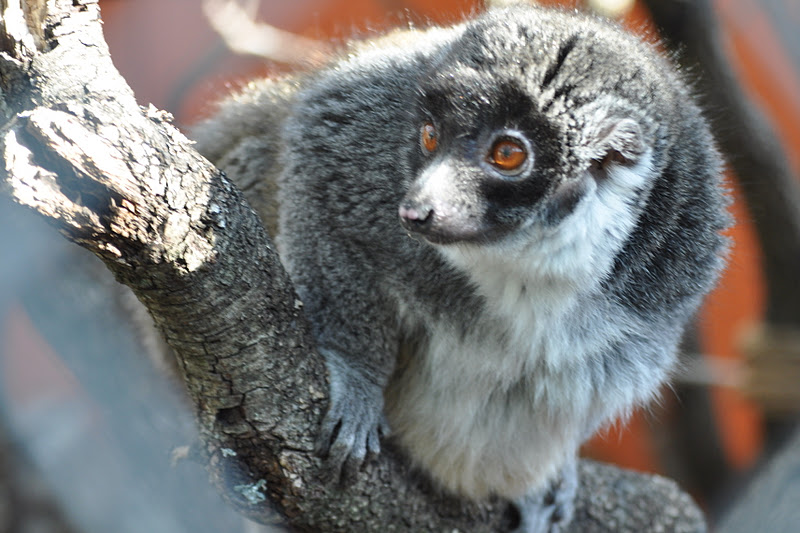 ZOOTOGRAFIANDO (6.100 ANIMALS) LÉMUR MANGOSTA / MONGOOSE LEMUR