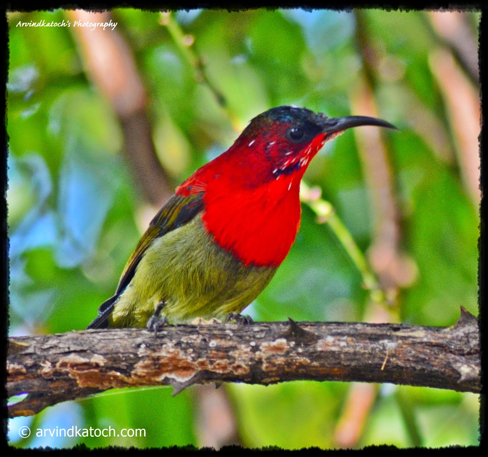 Crimson Sunbird, Aethopyga Siparaja, Tiny Bird