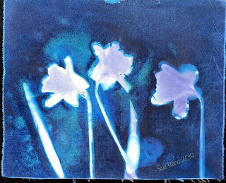 Wet cyanotype_Sue Reno_Image 581