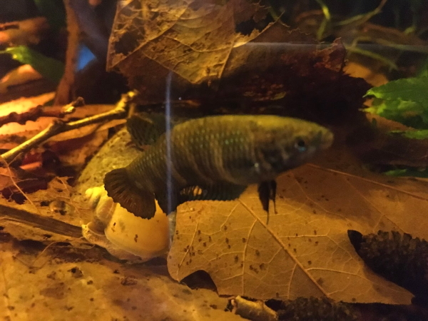 stereo mecmuasi gunlukleri