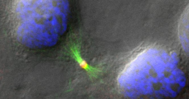Stem Cell Científicos Realizan Un Importante Hallazgo En El Mecanismo