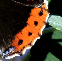 The orange curve of a back wing showing black spots, white edge and flash of blue