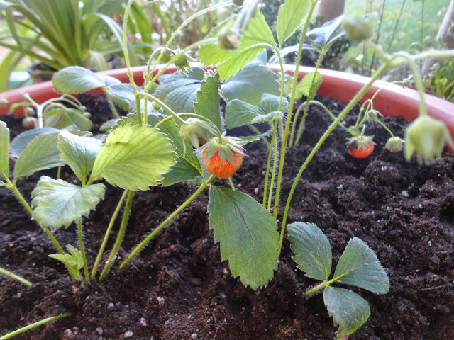 MACETÓN CON PLANTAS DE FRESAS