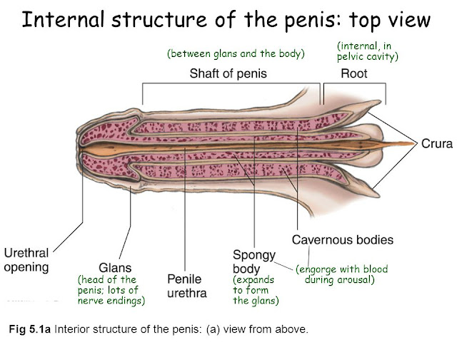 Functions Of Penis 73