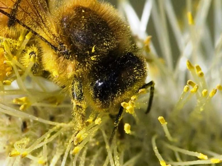 FOOD HISTORY Honey in ancient Egypt