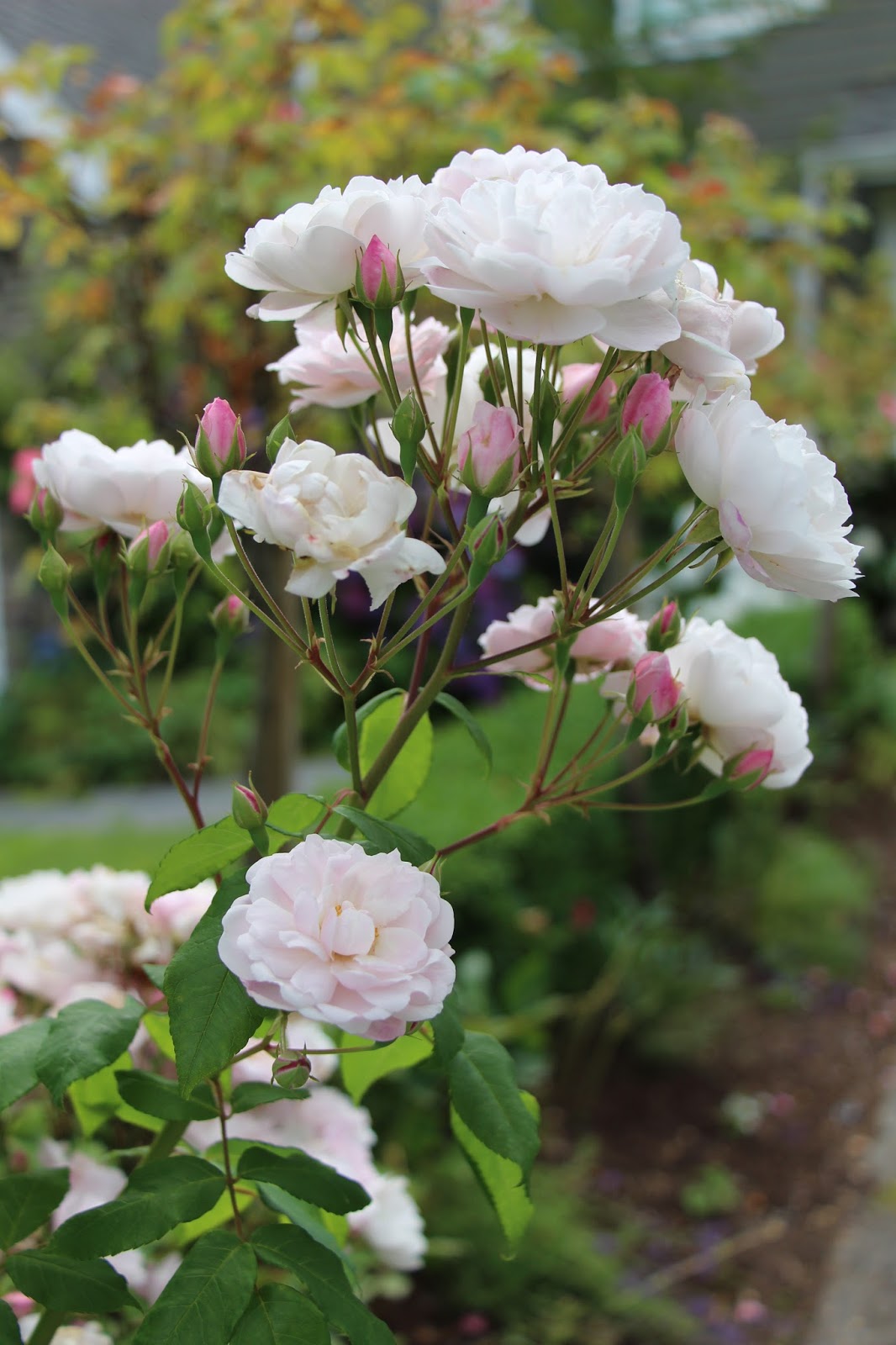 Fishtail Cottage Cottage Garden 7/8/16