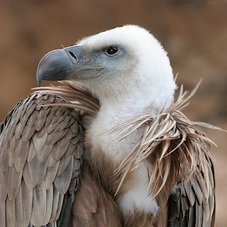 https://commons.wikimedia.org/wiki/File:Vulture_beak_sideview_A.jpg