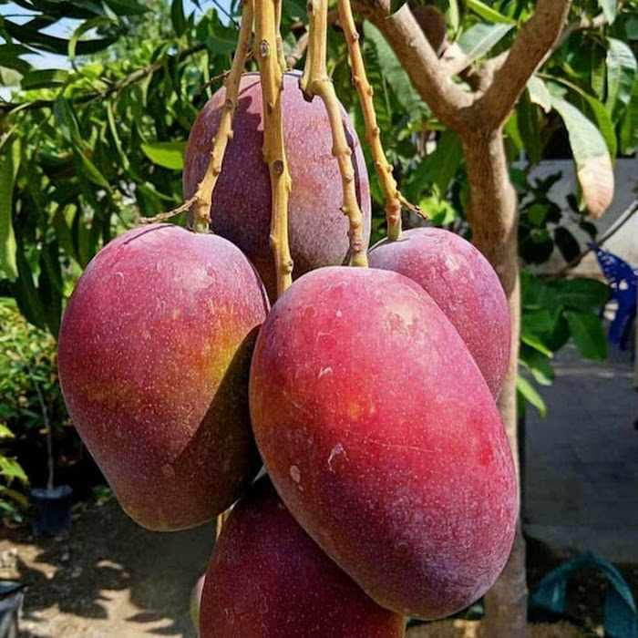 Tanaman Buah Mangga Red Emperor