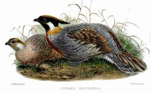 Indian birds - Koklass pheasant - Pucrasia macrolopha