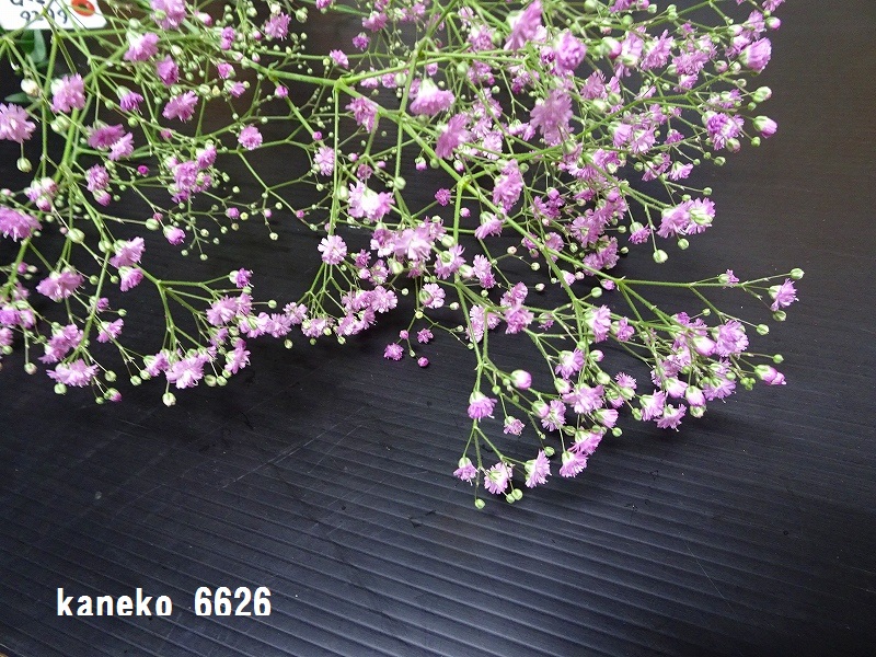 記憶の森を歩く Kanke S Web 6月4日 木 自然発色ピンクのかすみ草新品種の作型試験の年