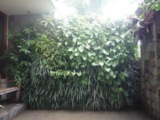 TUKANG TAMAN VERTICAL GARDEN TUBAN