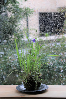 雨降りのガラス越しの青いキキョウの山野草盆栽