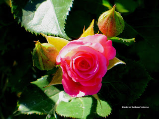 Hymn to aphrodite themes image