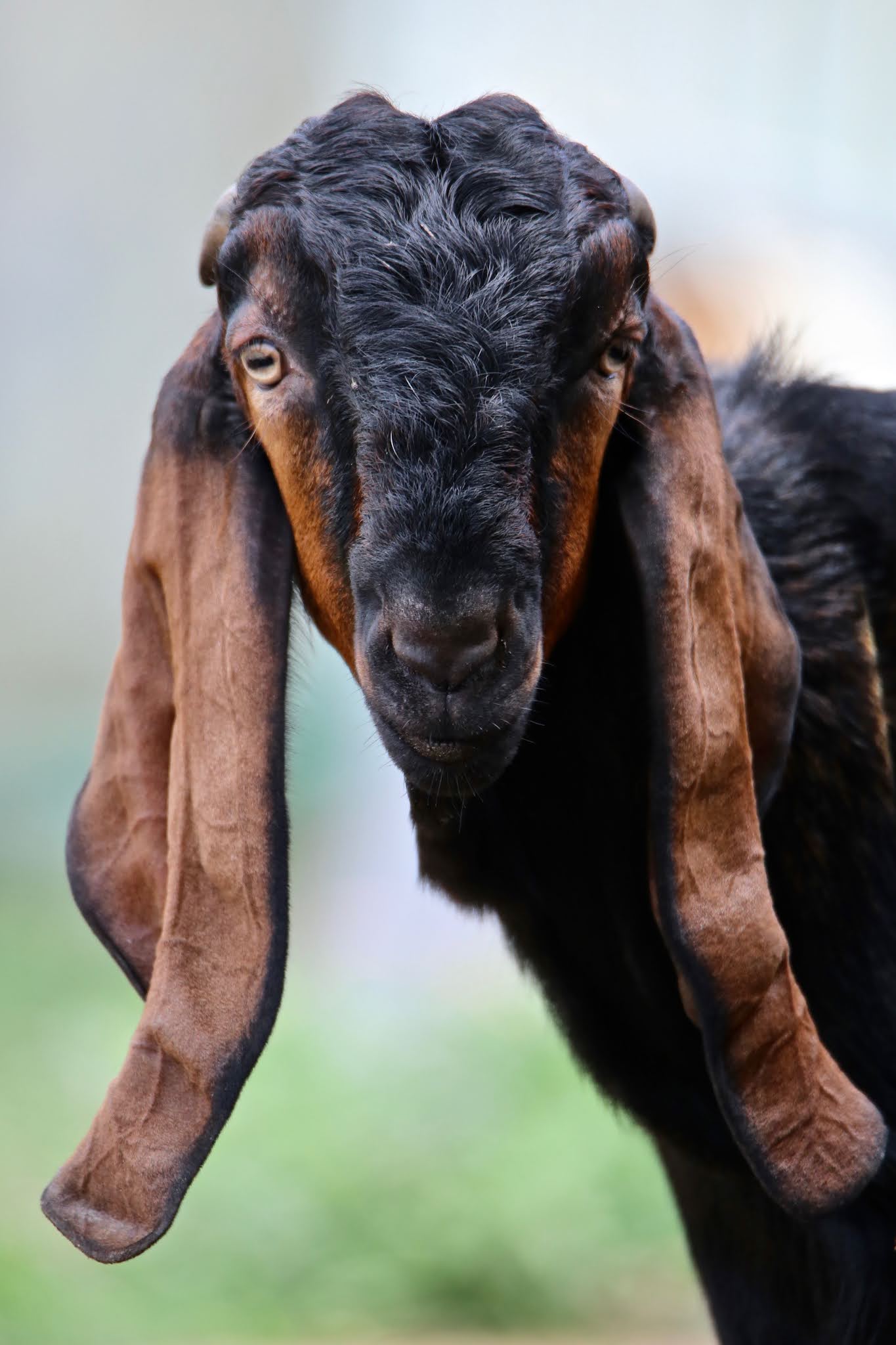 Jamunapari Goats, big eared goats, large high resolution images free