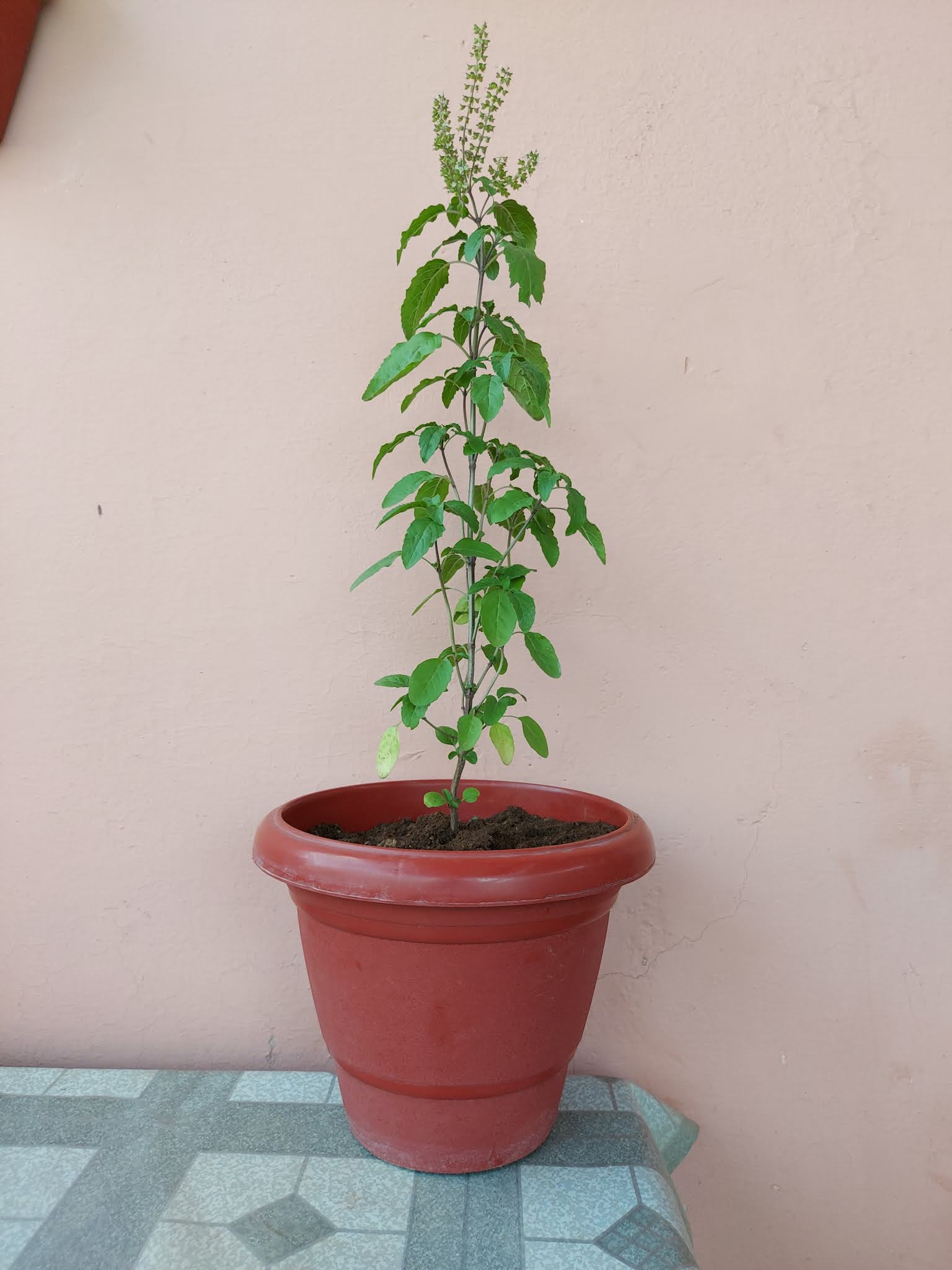 How to make tulsi plant grow faster