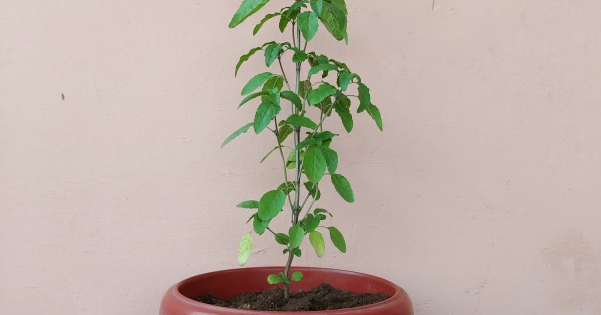 Why Tulsi plant dies at home