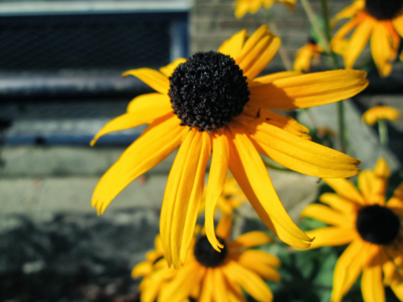MarianHighPhotoClass Brown_Yellow Flowers