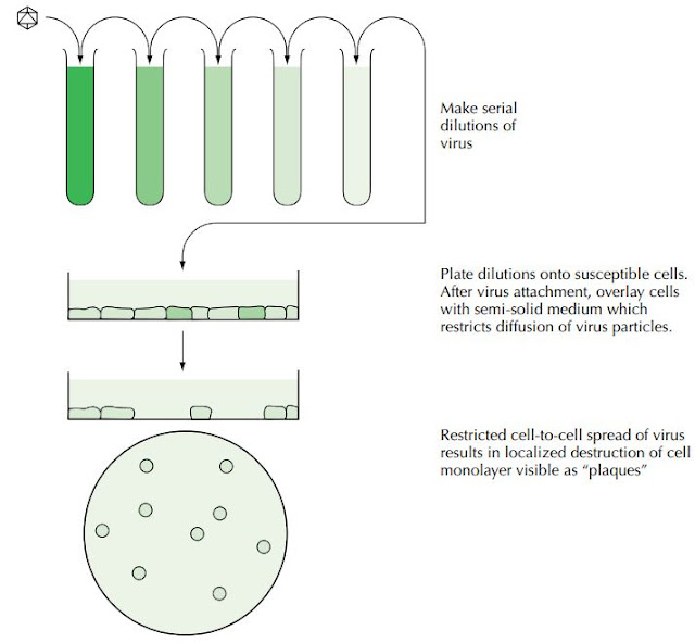 CELL CULTURE METHODS