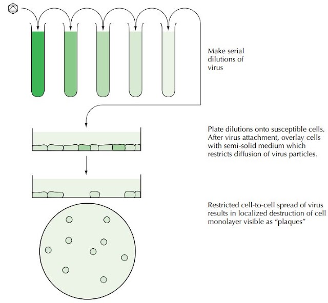 BIOLOGIE MAROC