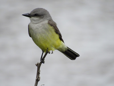 Sacramento National Wildlife Refuge California birding hotspot