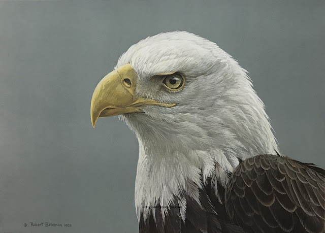 Роберт Бейтмэн / Robert Bateman Bald Eagle Portrait