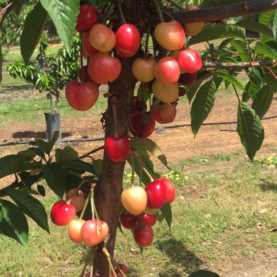 umiyumi2 our life in perth, WA Cherry Picking in Perth