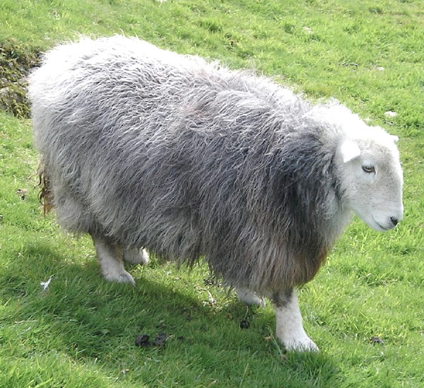 herdwick sheep, about herdwick sheep, herdwick sheep appearance, herdwick sheep breed, herdwick sheep breed info, herdwick sheep breed facts, herdwick sheep care, caring herdwick sheep, herdwick sheep color, herdwick sheep characteristics, herdwick sheep ewes, herdwick sheep facts, herdwick sheep for meat, herdwick sheep for wool, herdwick sheep history, herdwick sheep horns, herdwick sheep info, herdwick sheep images, herdwick sheep lambs, herdwick sheep meat, herdwick sheep origin, herdwick sheep photos, herdwick sheep pictures, herdwick sheep rarity, raising herdwick sheep, herdwick sheep rearing, herdwick sheep size, herdwick sheep uses, herdwick sheep varieties, herdwick sheep weight, herdwick sheep wool