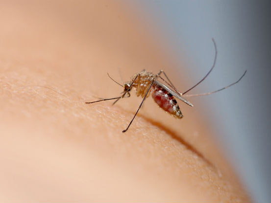 Yuk Cegah Malaria dengan ABC